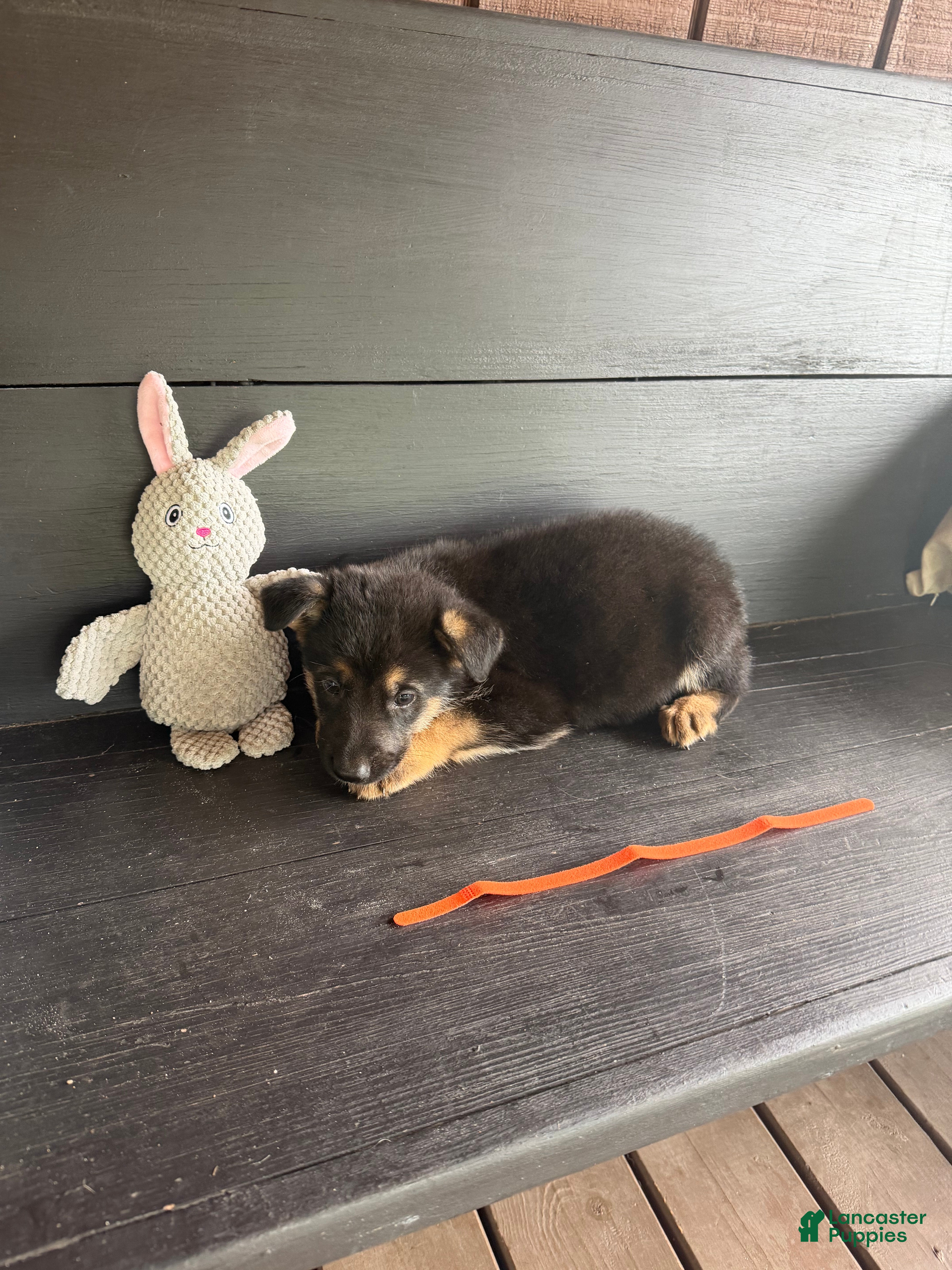 German Shepherd dogs Hemi - Ad 7