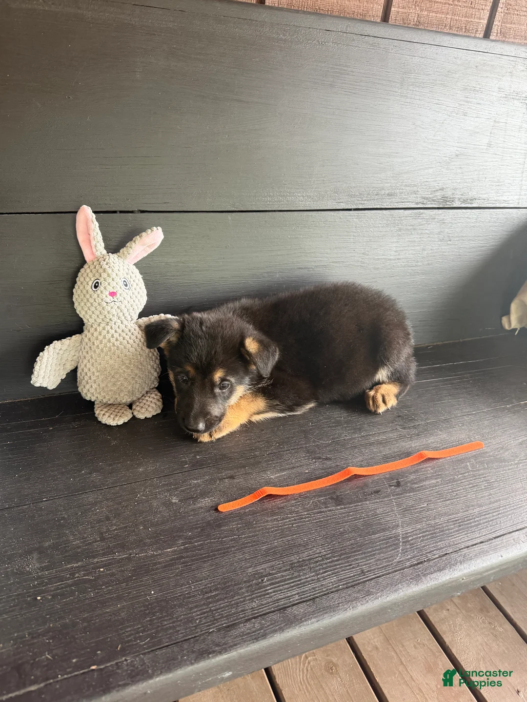 German Shepherd dogs for sale: Hemi - Ad 1