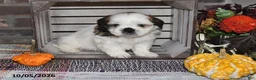 Shih Tzu dogs for sale: Dallas - Ad 9