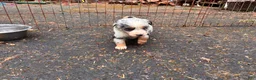 Miniature Australian Shepherd dogs for sale: Phoenix  - Ad 1