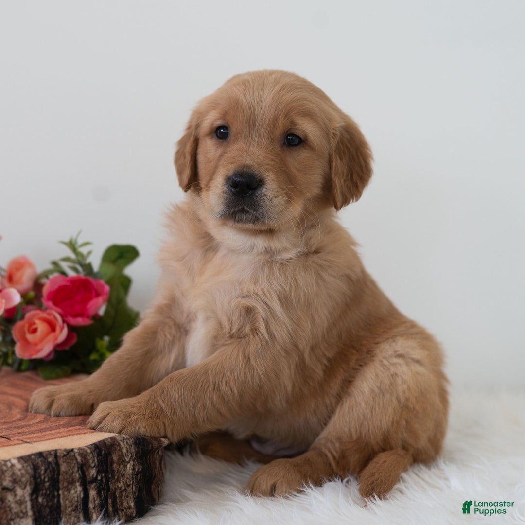 Golden Retriever dogs for sale: Shadow  - Ad 2
