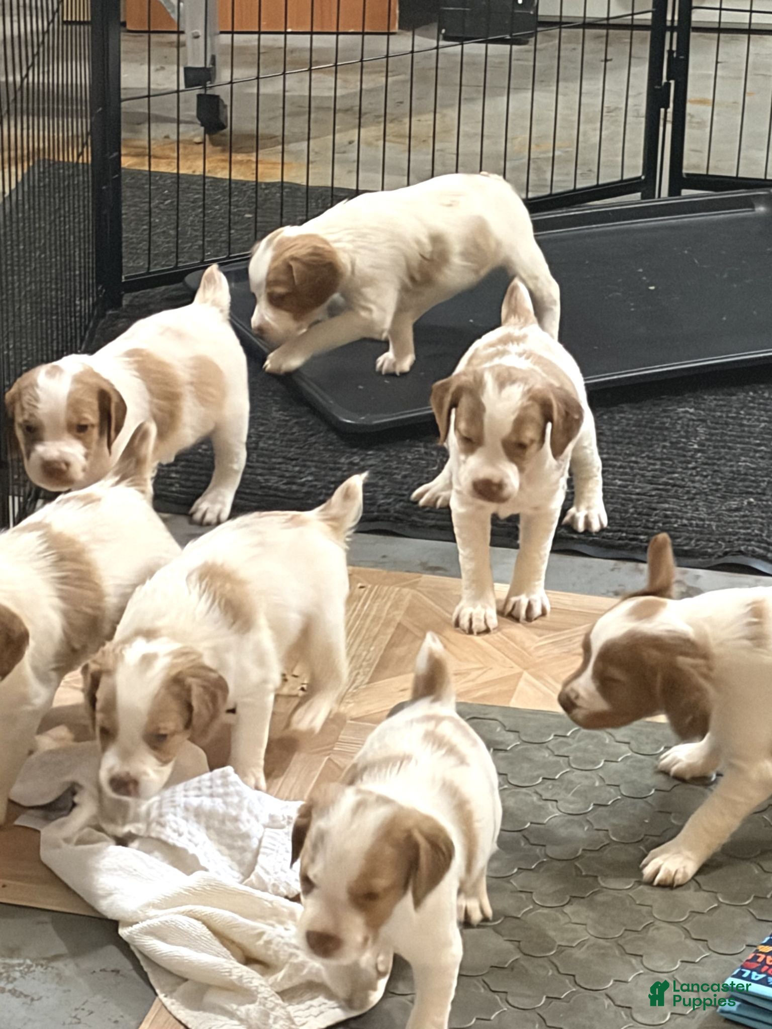 Brittany Spaniel dogs for sale: Brittany Spaniel 1 - Ad 1