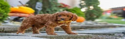 Cavapoo dogs for sale: Benji - Ad 10