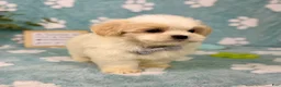 Malshi dogs for sale: Peanut - Ad 3
