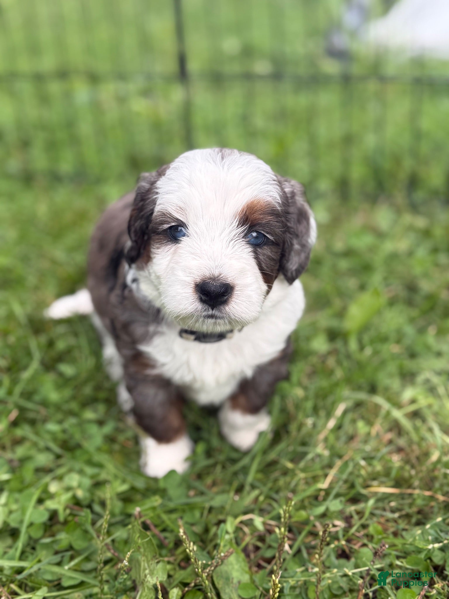 Aussiedoodle dogs Aussiedoodle 5 - Ad 1