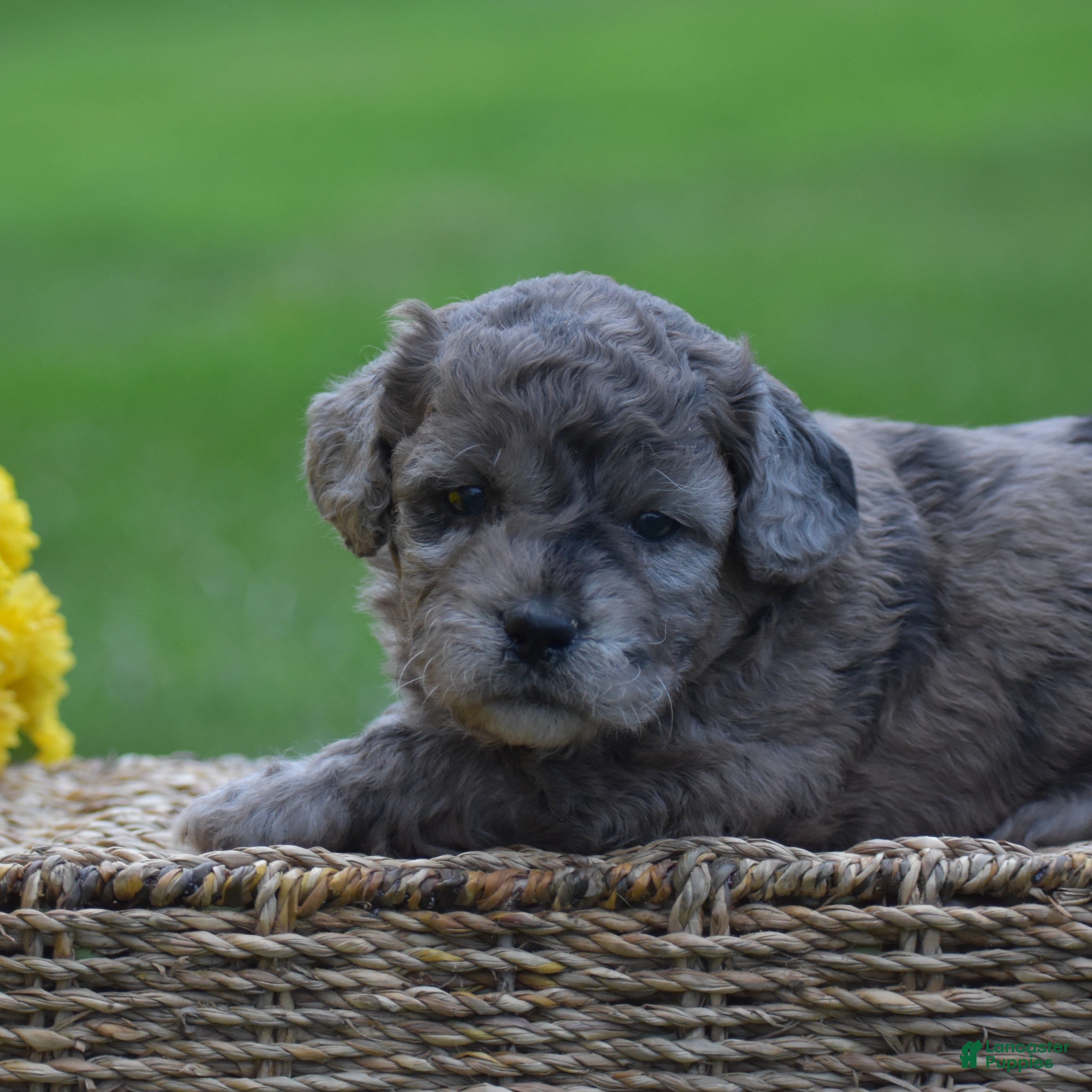 Mini Goldendoodle dogs Heather - Ad 2