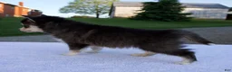 Pomsky dogs for sale: Marley - Ad 4