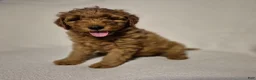 Goldendoodle dogs for sale: Lily - Ad 6