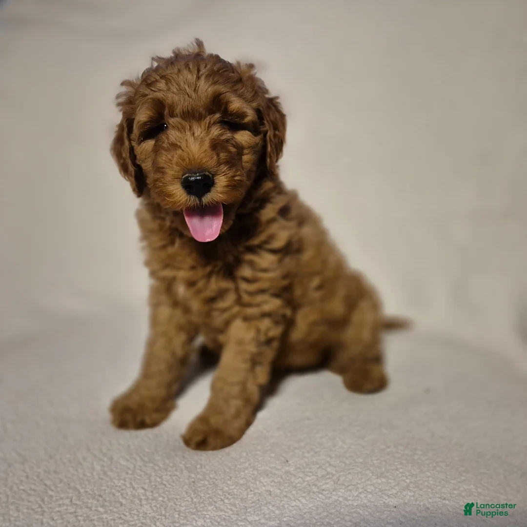 Goldendoodle dogs for sale: Lily - Ad 6
