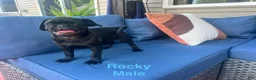 Pug dogs for sale: Rocky - Ad 7