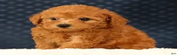 Havapoo dogs for sale: Denver - Ad 4