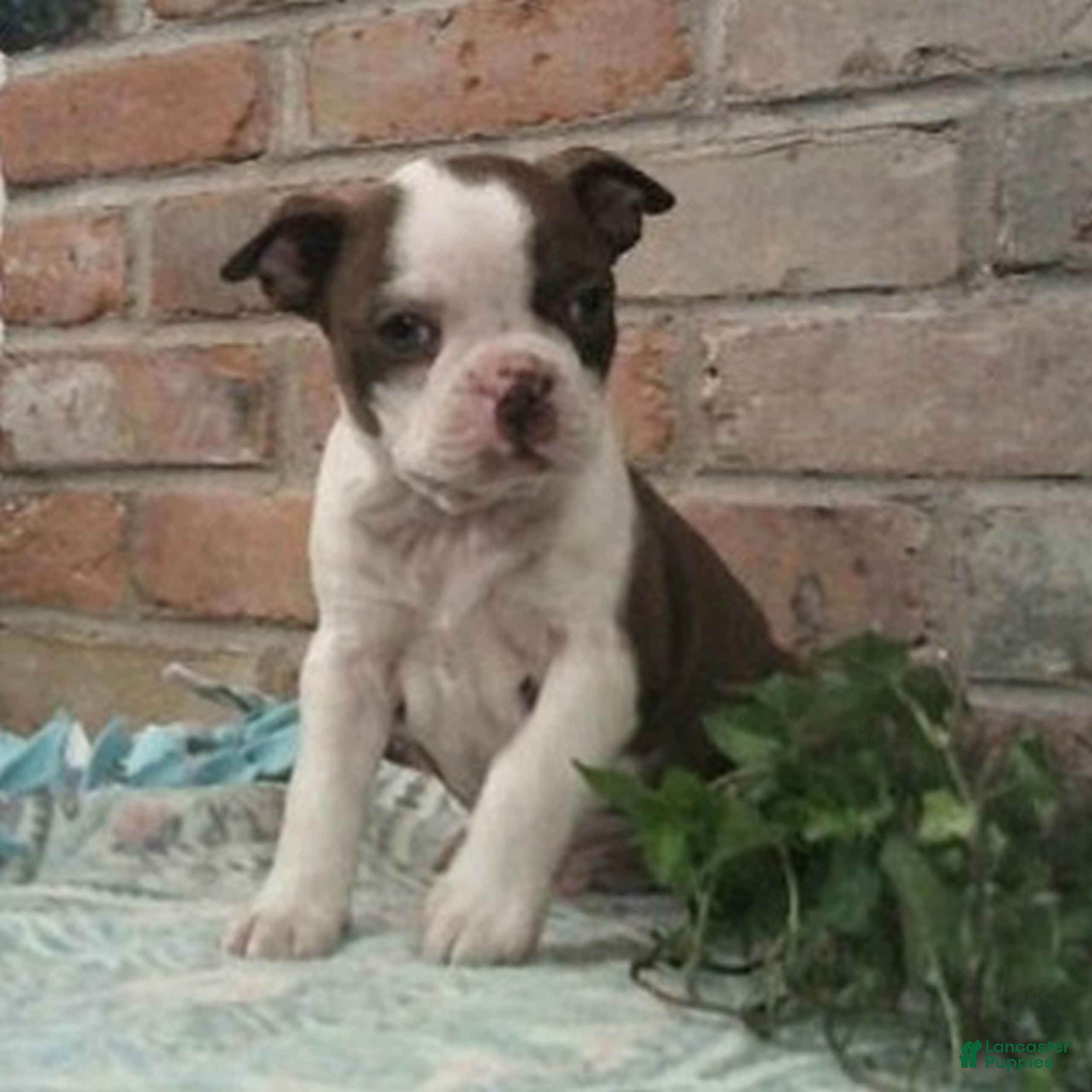 Boston Terrier dogs Cosmo  - Ad 1