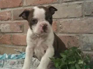 Boston Terrier dogs for sale: Cosmo - Ad 4