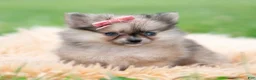 Pomeranian dogs for sale: Julia - Ad 3