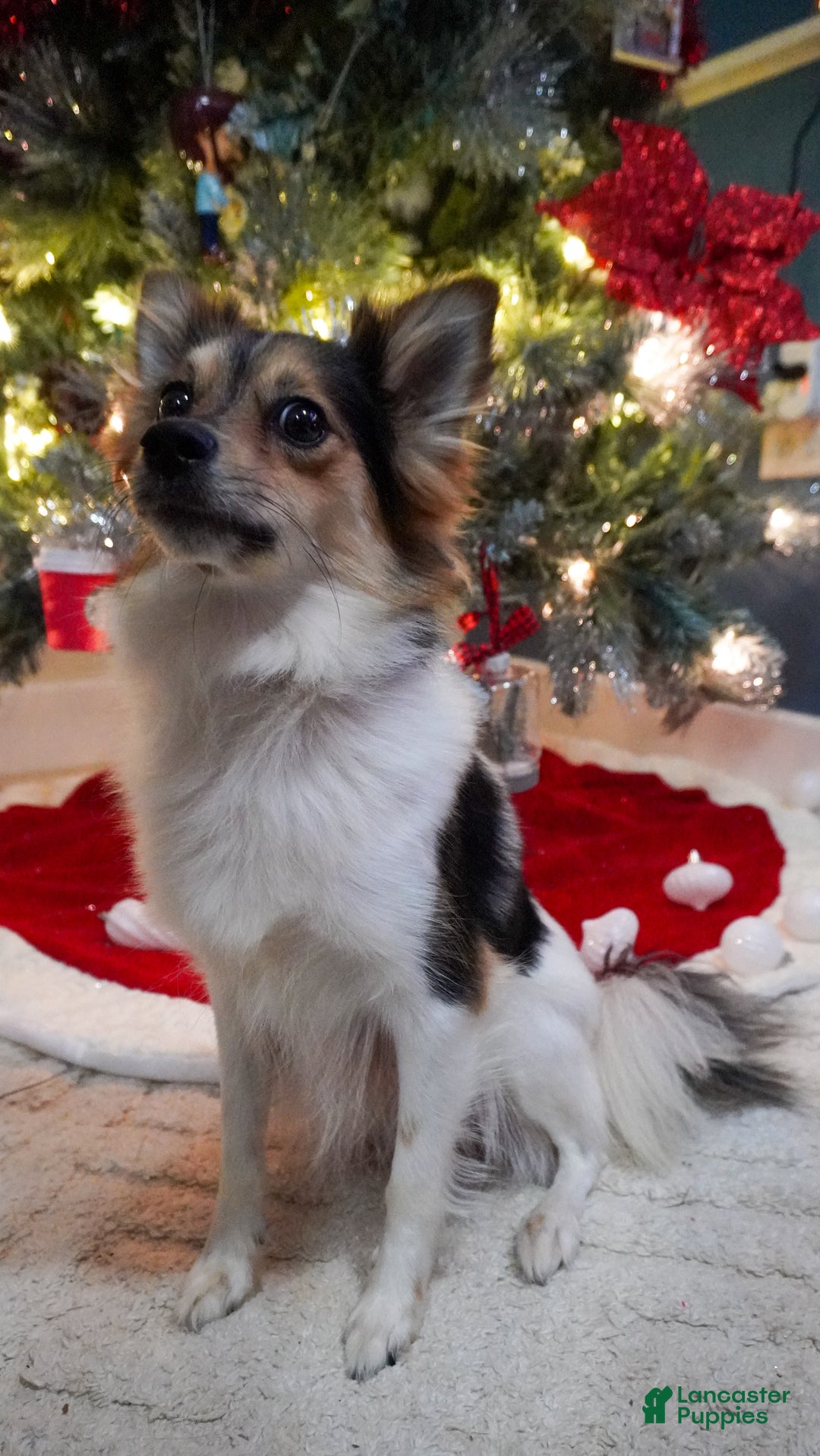 Yorkiepoo dogs for sale: Shaq - Ad 4