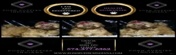 Shih Tzu dogs for sale: Gracie - Ad 4
