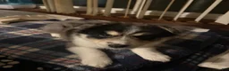 Pomsky dogs for sale: Pomsky Puppy 2 - Ad 2