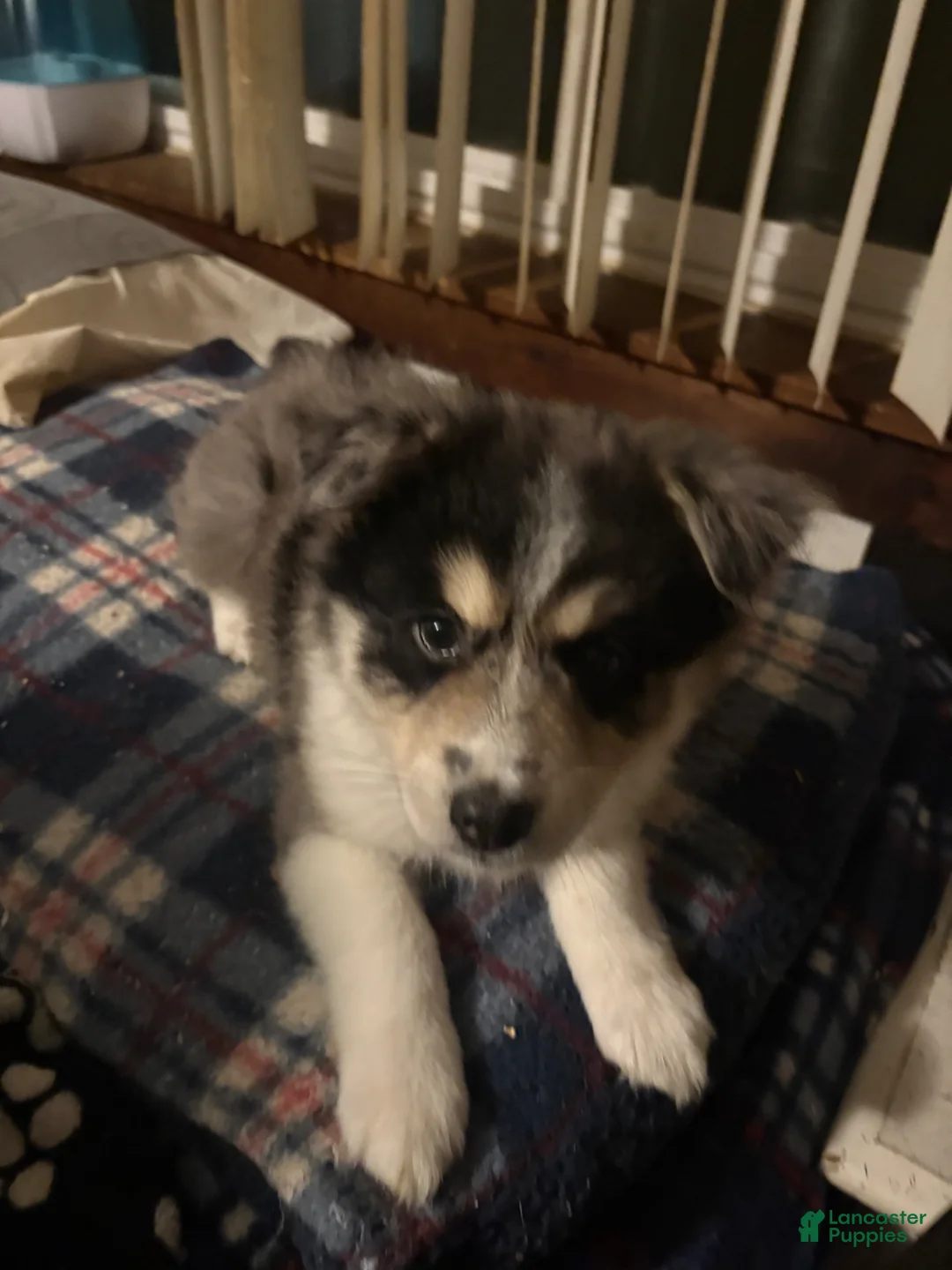 Pomsky dogs for sale: Pomsky Puppy 2 - Ad 2