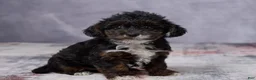 Yorkiepoo dogs for sale: Milo - Ad 3