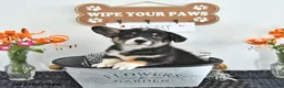 Welsh Corgi Pembroke dogs for sale: Sport - Ad 3