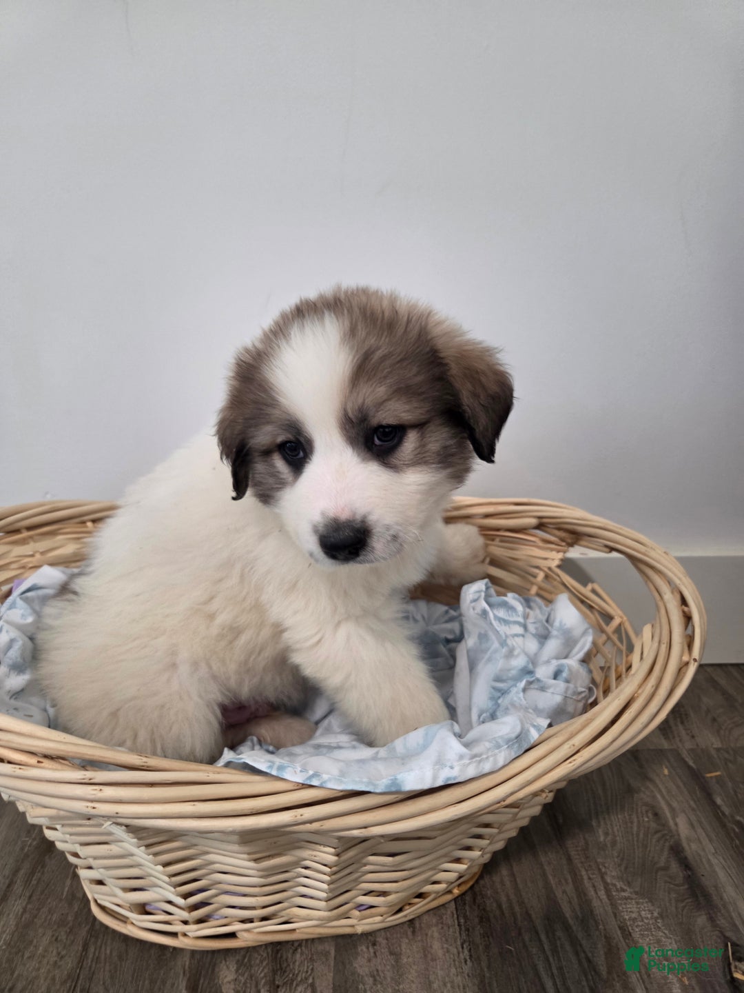 Great Pyrenees dogs for sale: Spot - Ad 8
