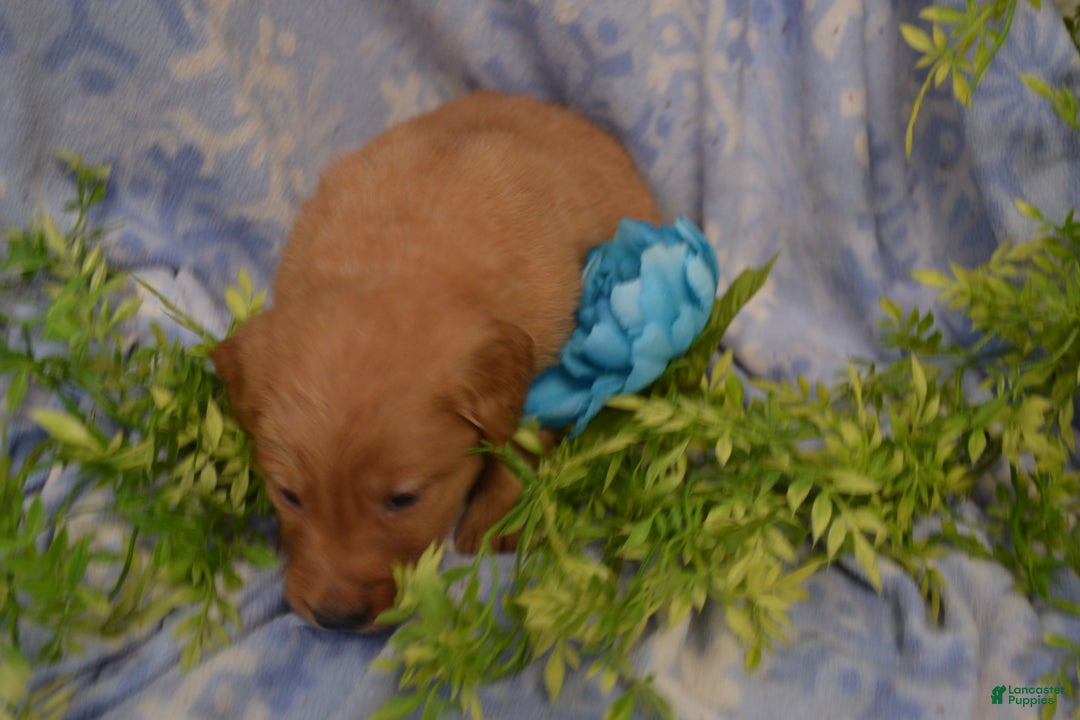 Golden Retriever dogs for sale: Arrow - Ad 2