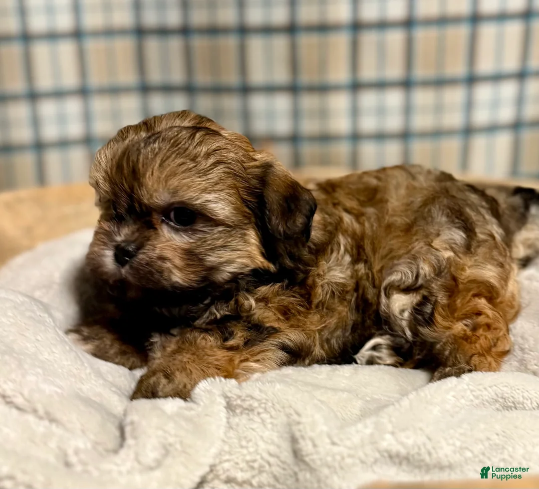 Teddy Bear dogs for sale: LYNDON - Ad 5