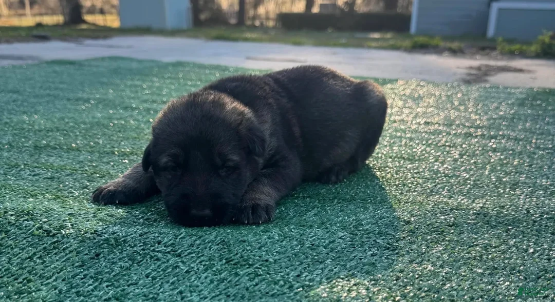 German Shepherd dogs for sale: German Shepherd yellow - Ad 1