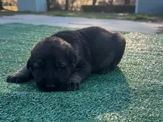 German Shepherd dogs for sale: German Shepherd yellow - Ad 4