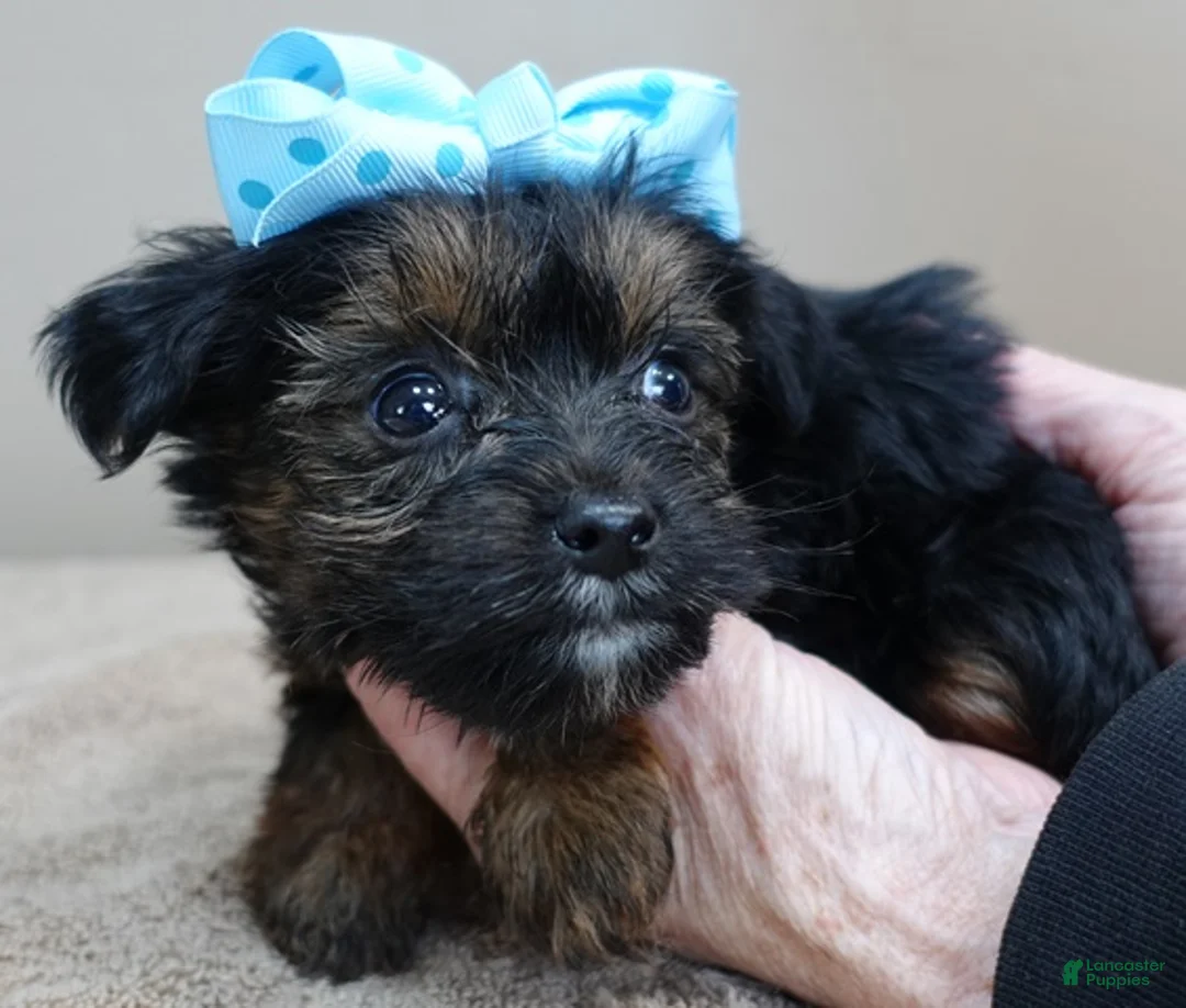 Yorkshire Terrier dogs for sale: Taj  - Ad 8