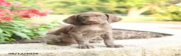 German Shorthaired Pointer dogs for sale: Abe  - Ad 4