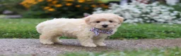 Mixed Breed dogs for sale: Riley - Ad 3