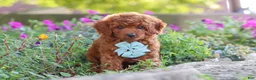 Miniature Poodle dogs for sale: Jude - Ad 8