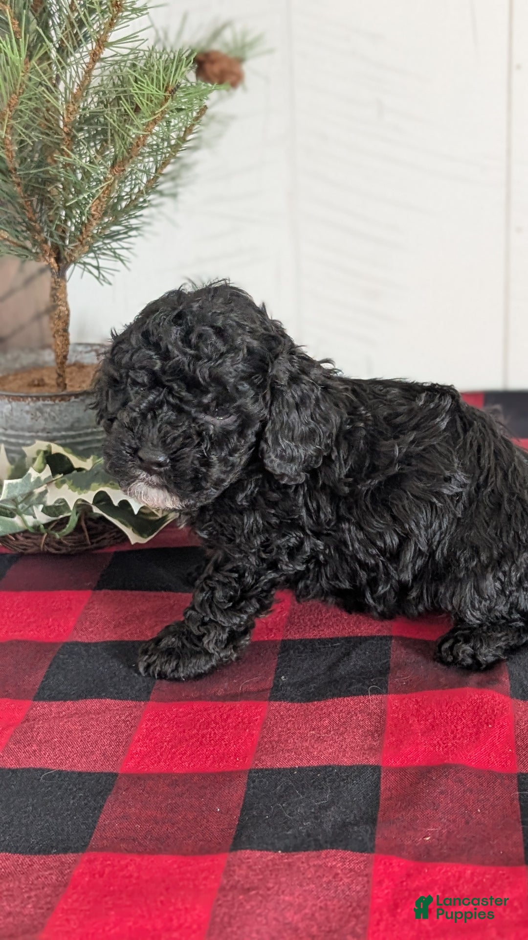 Cockapoo dogs for sale: Shiloh - Ad 4