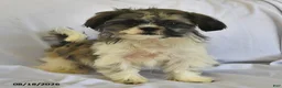 Shih Tzu dogs for sale: Mary Beth - Ad 3