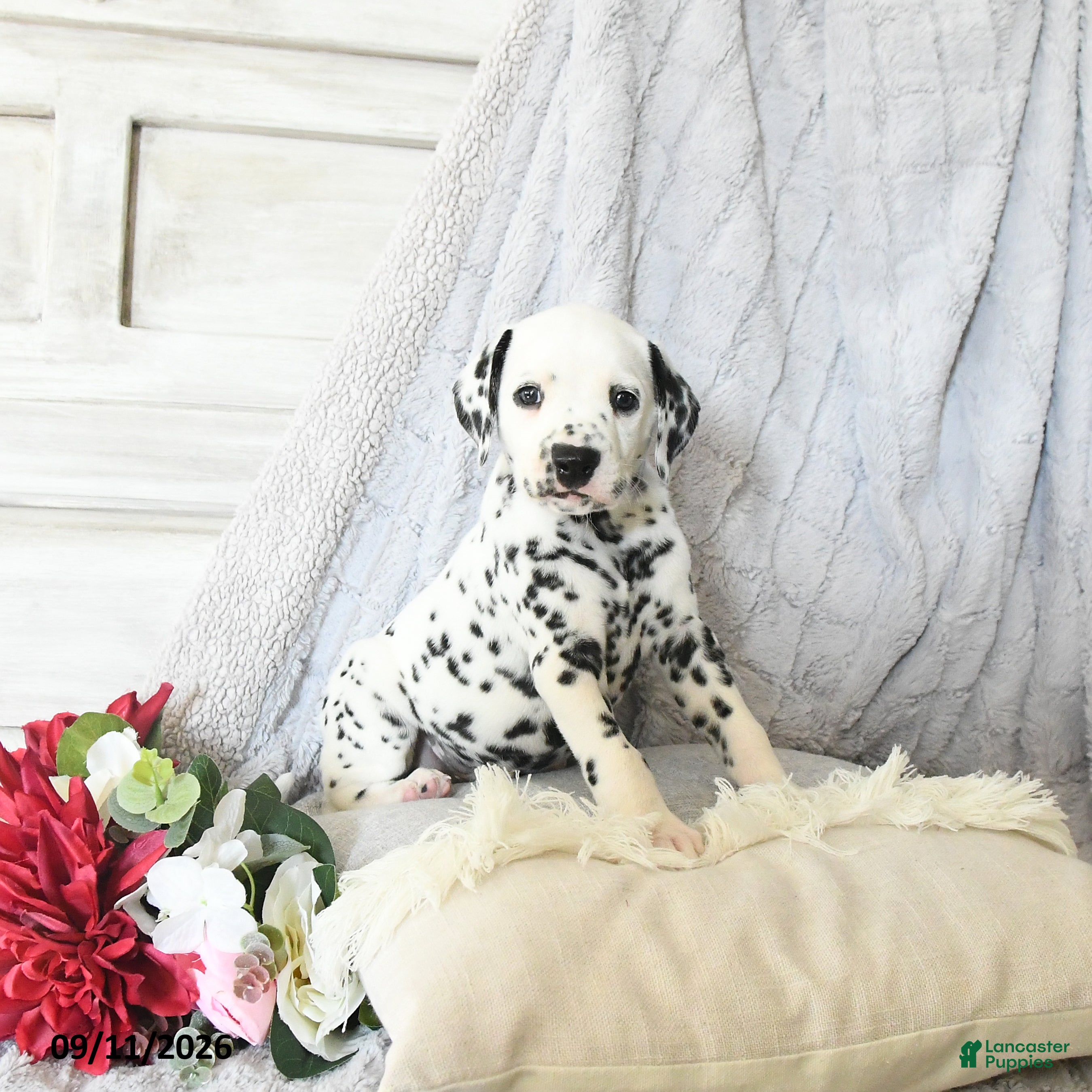Dalmatian dogs Moose - Ad 2
