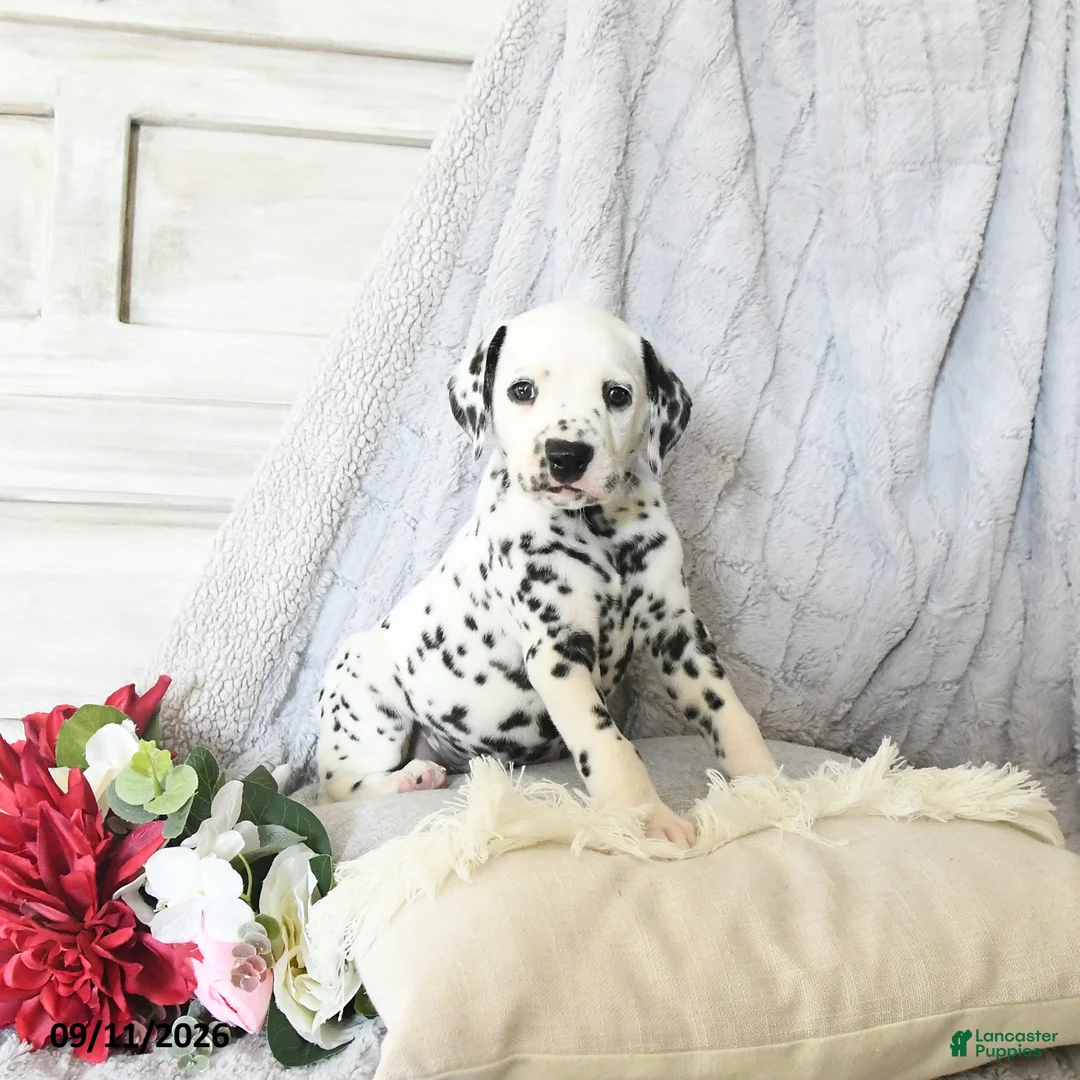 Dalmatian dogs for sale: Moose - Ad 2