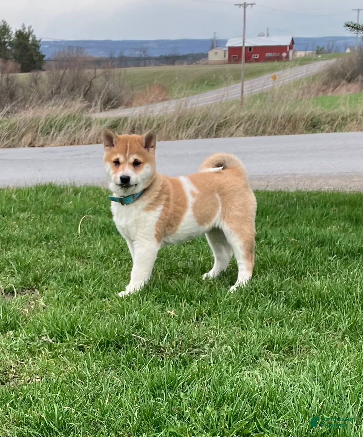 Shiba Inu dogs Butterfly - Ad 2