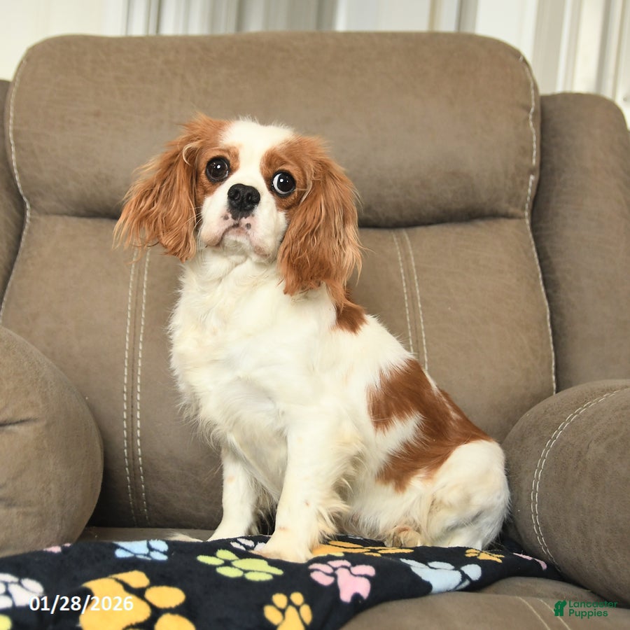 Cavalier King Charles Spaniel dogs Flora   - Ad 20