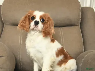 Cavalier King Charles Spaniel dogs Flora - Ad 20