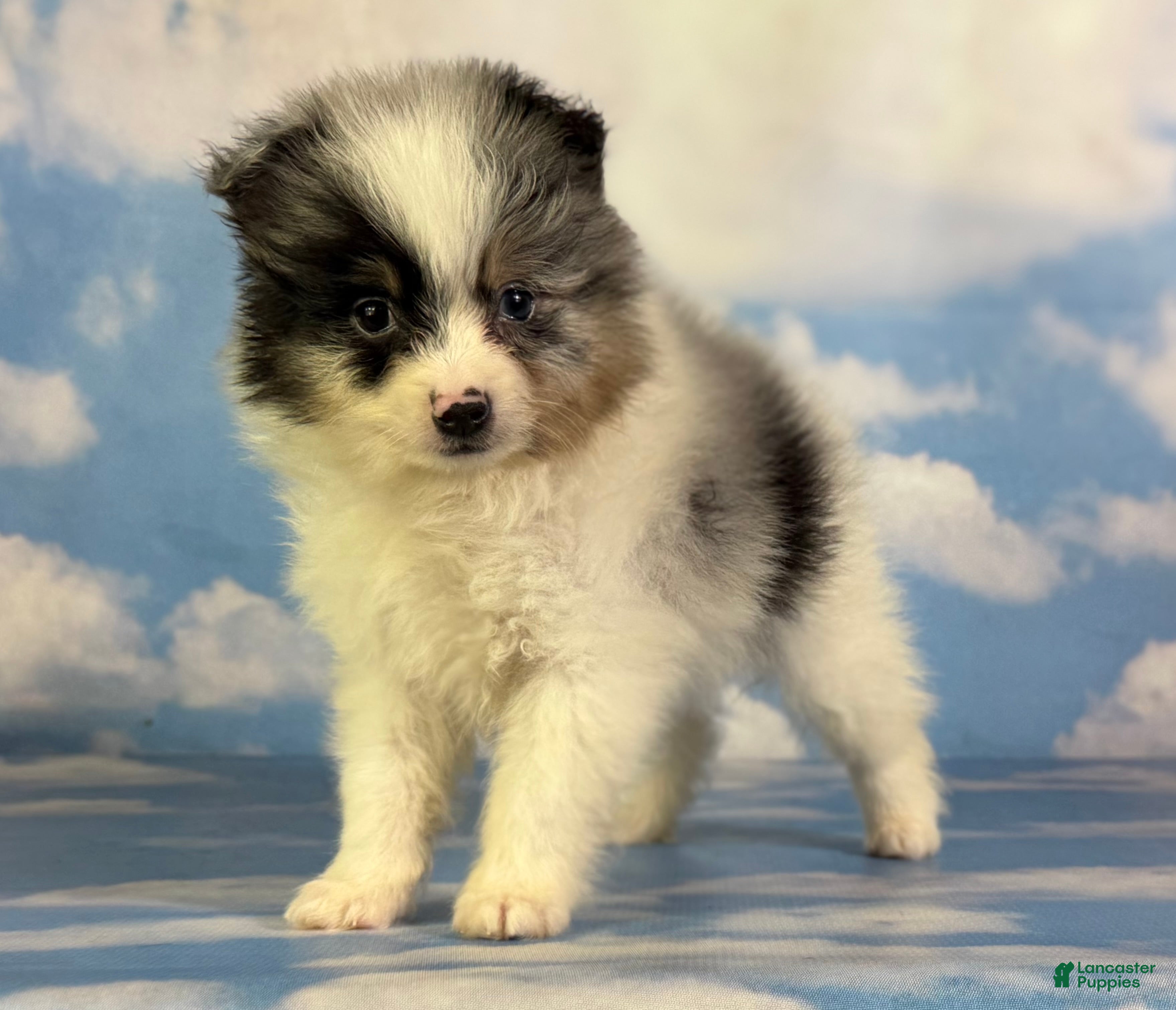 Pomeranian dogs Tux - Ad 1