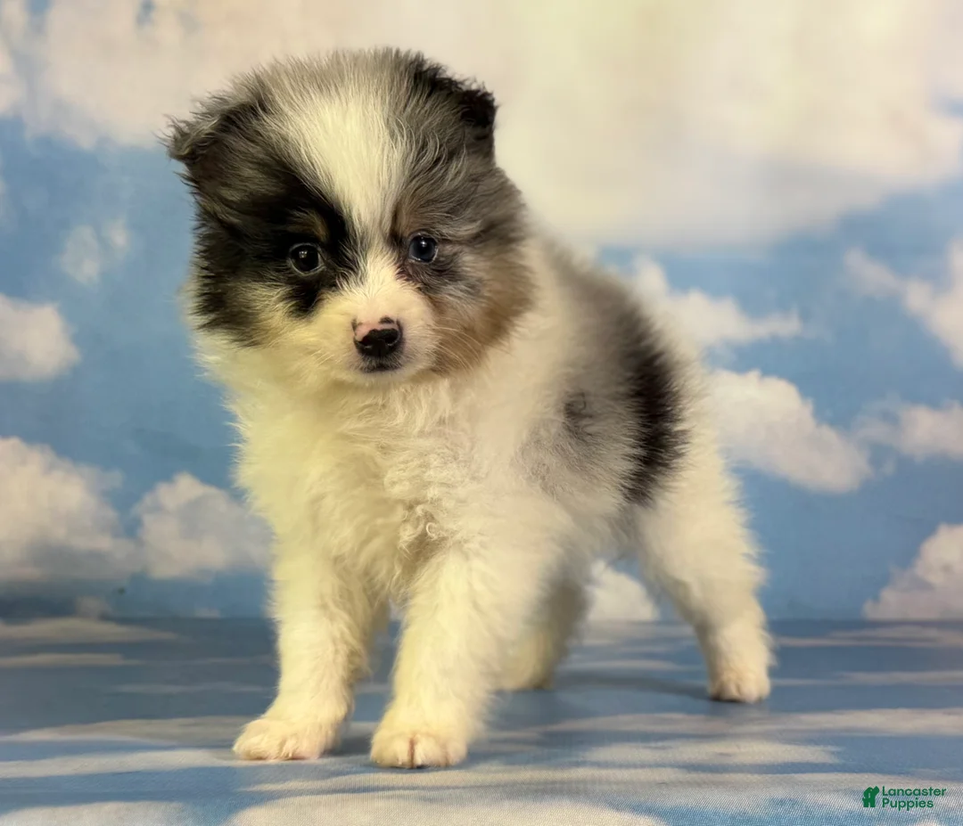 Pomeranian dogs for sale: Tux - Ad 1