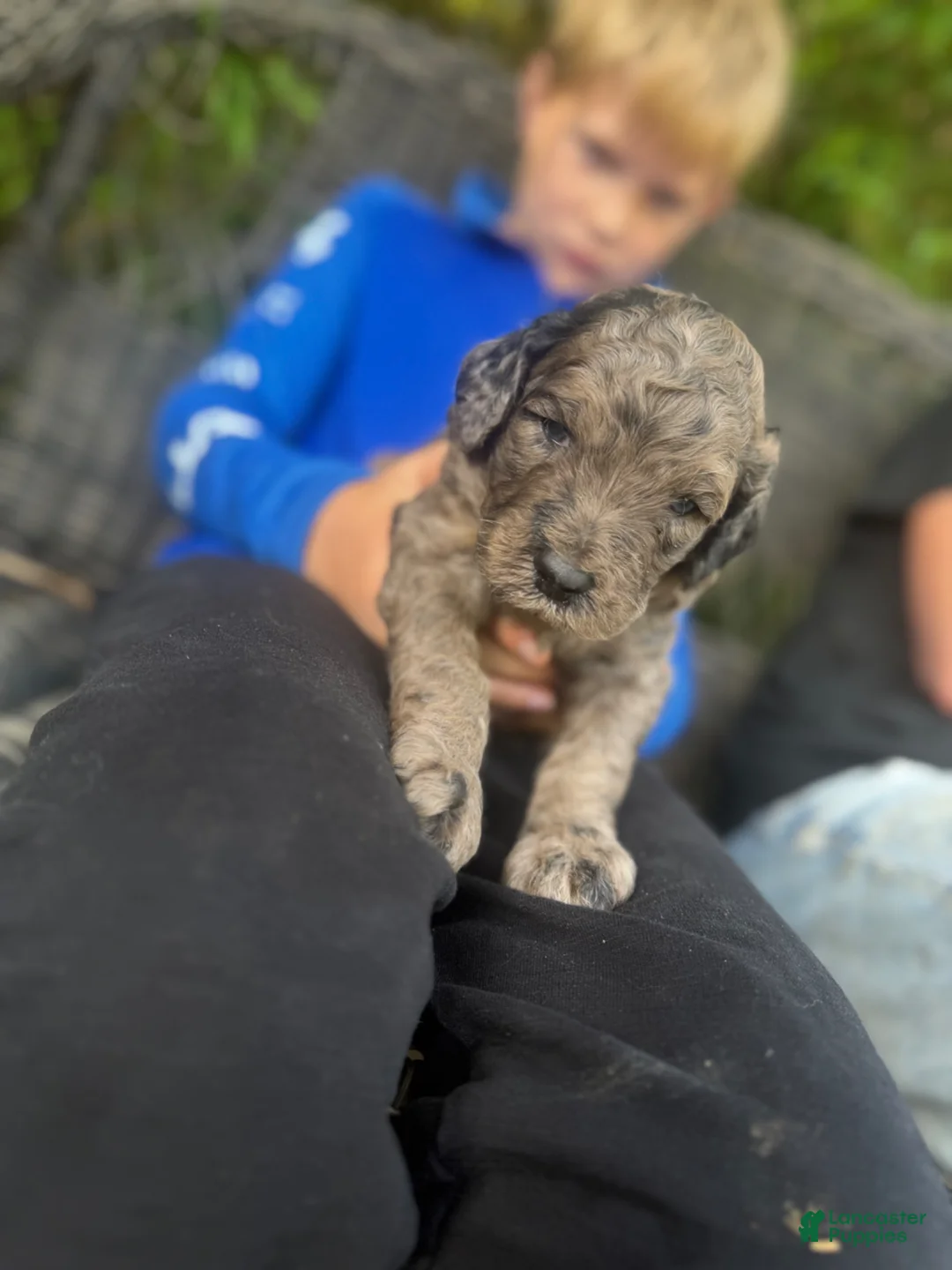 Goldendoodle dogs for sale: F2b Goldendoodle Puppy 2 - Ad 1