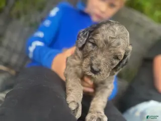 Goldendoodle dogs F2b Goldendoodle Puppy 2 - Ad 16