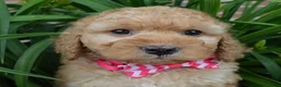 Mini Goldendoodle dogs for sale: Mini Gigi - Ad 19