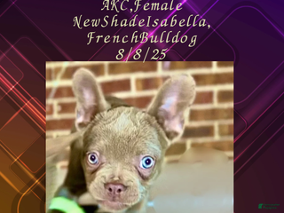 French Bulldog dogs “Izzy the Queen: Blue-Eyed Beauty with Boss Energy & Breeding Potential” - Ad 10