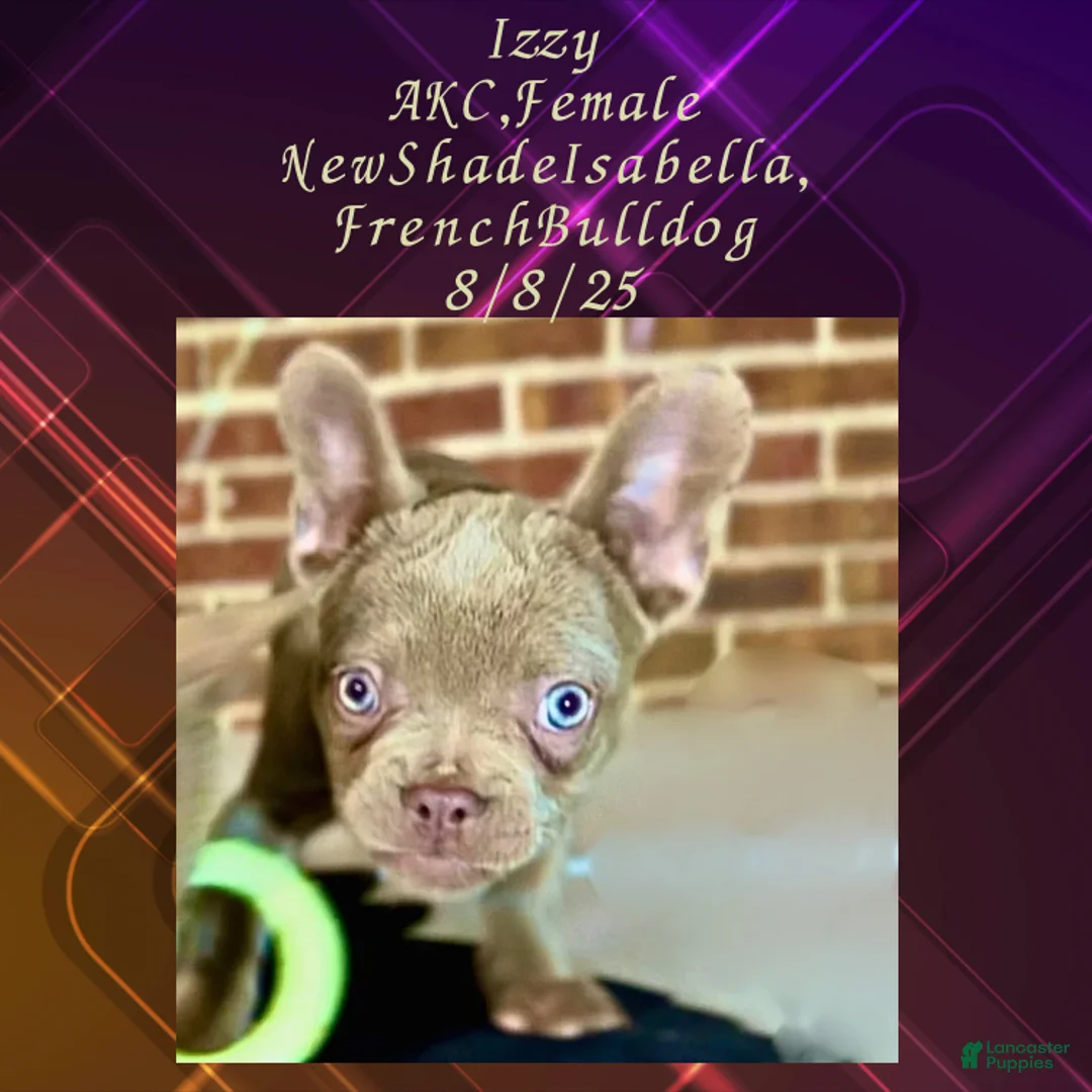 French Bulldog dogs for sale:  “Izzy the Queen: Hazel-Eyed Beauty with Boss Energy & Breeding Potential” - Ad 7