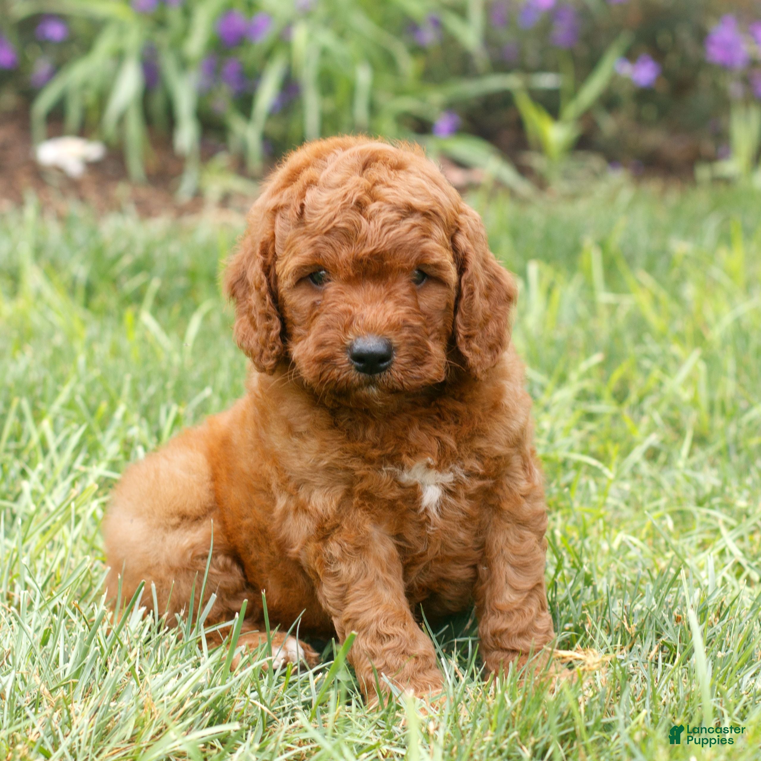 Miniature Labradoodle dogs Forrest  - Ad 2