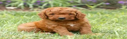 Miniature Labradoodle dogs for sale: Forrest  - Ad 2