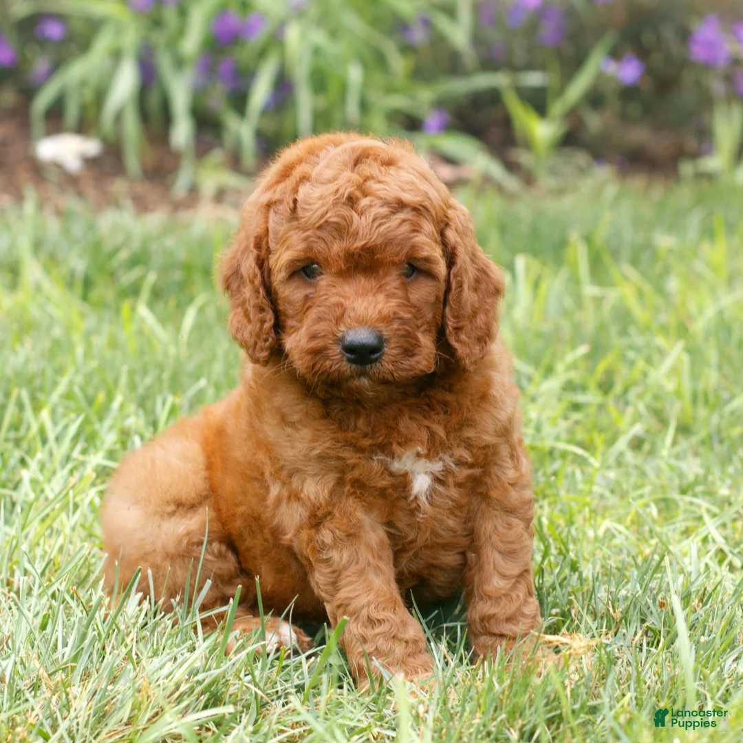 Miniature Labradoodle dogs for sale: Forrest  - Ad 2